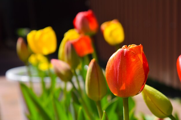 tulipany w ogrodzie. ogrodnictwo latem na przyrodzie