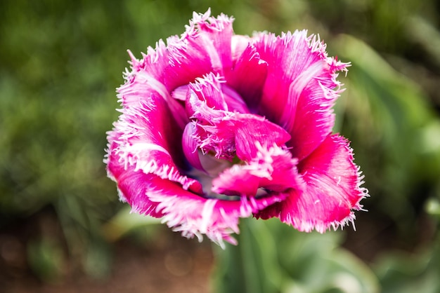 Tulipany w parku na zielonym naturalnym tle widok z góry