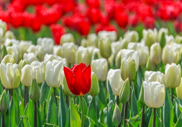 Zdjęcie tulipany w parku z bliska, wiosna