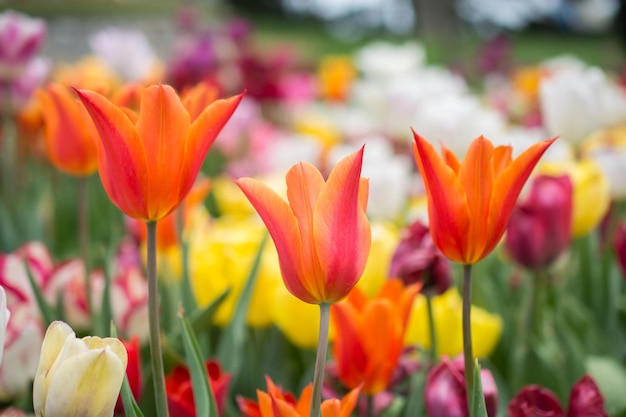 Tulipany w polu z kolorowym tłem