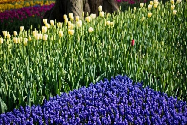 Tulipany w różnych kolorach w przyrodzie na wiosnę