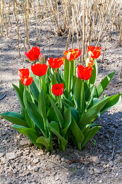 Tulipany w wiosennym słońcu