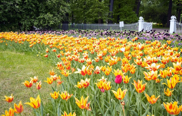 Zdjęcie tulipany w wiosna parku na elagin wyspie, st. petersburg.