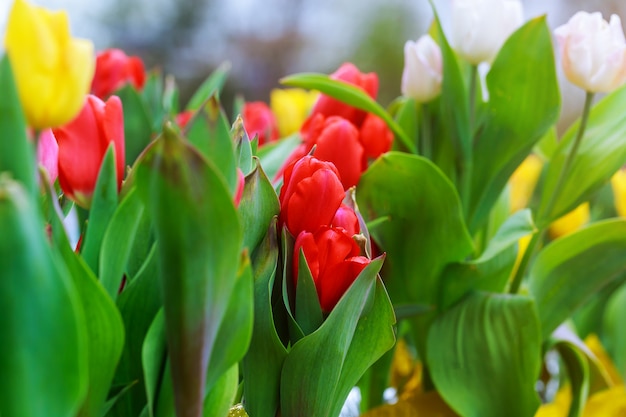 Tulipany wielo- barwioni kwiaty w wiosny pogodnej szklarni