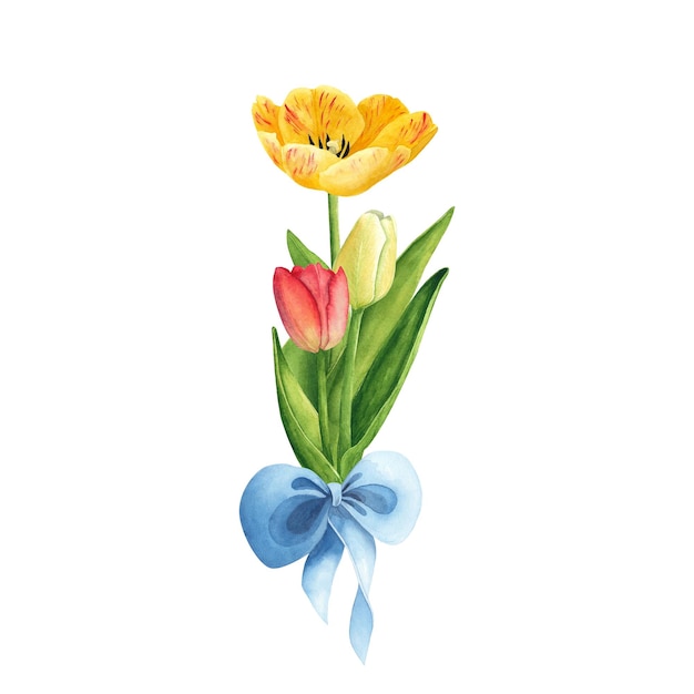 Tulipany z niebieską kokardą na białym tle Akwarela ręka rysunek ilustracja Sztuka na dzień kobiet 8 marca