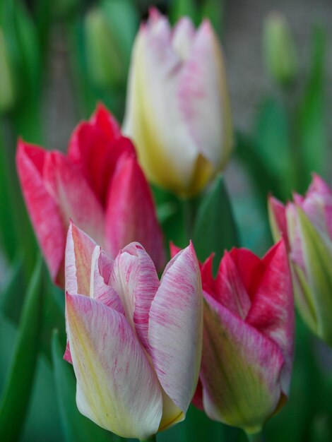 Tulipany