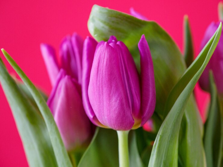 Zdjęcie tulipany