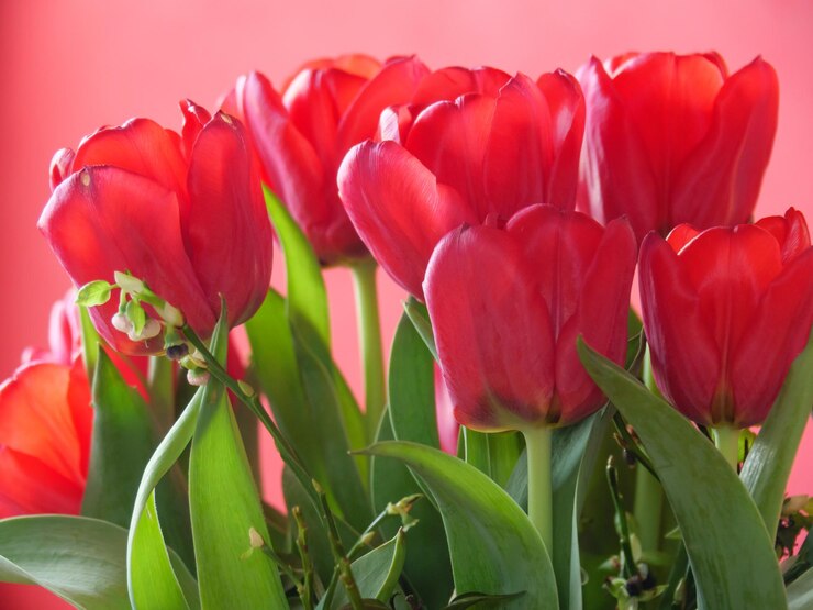 Zdjęcie tulipany