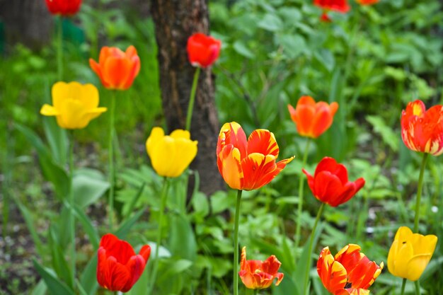 tulipany