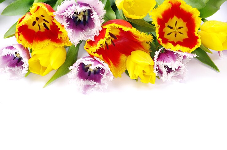 Zdjęcie tulipany