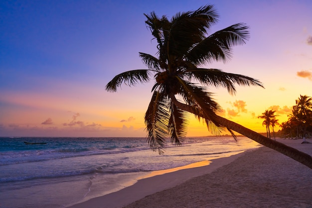 Tulum plaży zmierzchu drzewka palmowego Riviera majowie