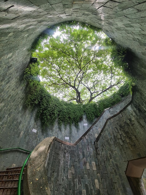 Tunel drzewny Fort Canning Park Ogrody Parki Przyroda w Singapurze