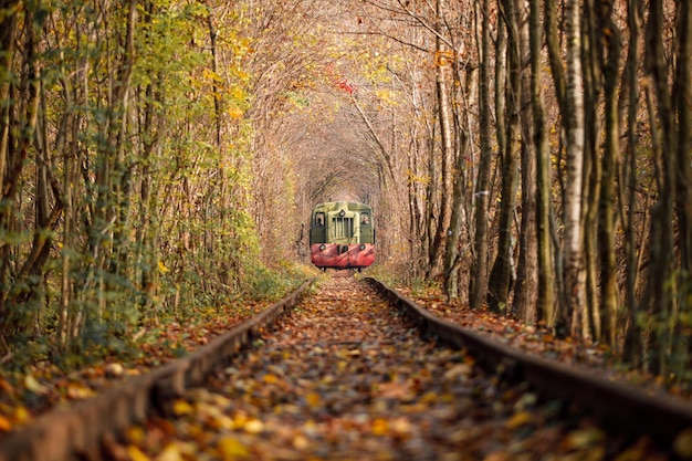 Tunel Miłości Jesienią Kolej W Lesie Jesienią Tunel Miłości Jesienne Drzewa I Kolej