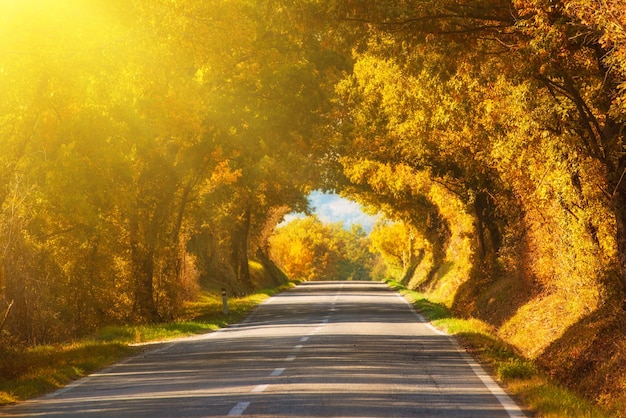 Tunel z dębów nad drogą we Włoszech, naturalne sezonowe europejskie jesienne tło