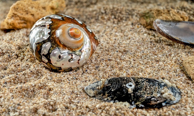 Turban Seashell na piasku