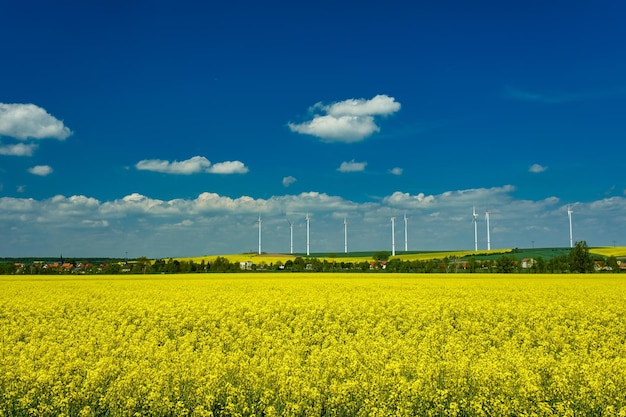 Turbiny wiatrowe w środku kwitnącego pola rzepaku wytwarzające odnawialną energię elektryczną chronią środowisko Deutchland