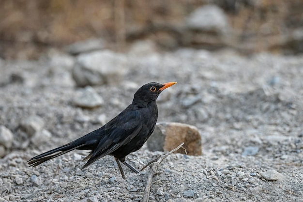 Turdus merula Kos pospolity to gatunek wróblowatych z rodziny Turdidae