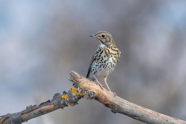 Turdus philomelos Malaga Hiszpania