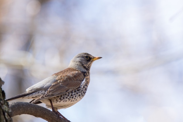 Turdus Pilaris Na Gałęzi