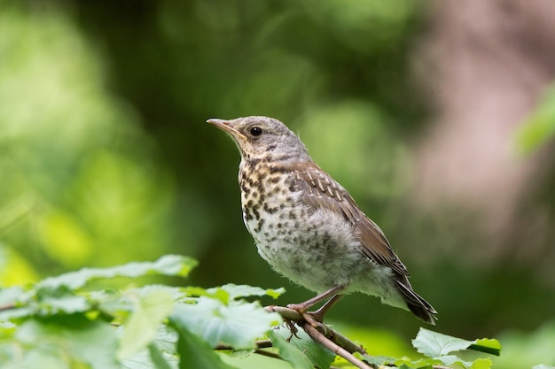 Turdus pilaris na gałęzi