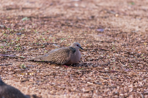 Turkawka Wschodnia Lub Turkawka Jest Członkiem Ptasiej Rodziny Columbidae