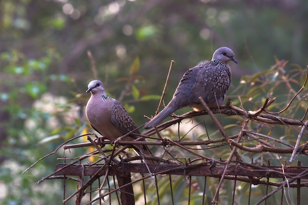 turkawka wschodnia lub turkawka jest członkiem ptasiej rodziny Columbidae