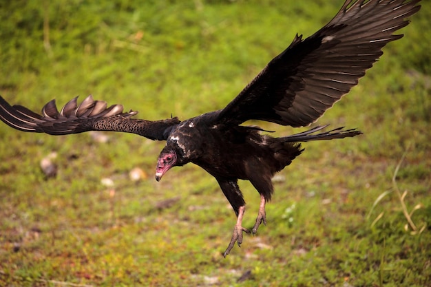 Zdjęcie turkey vulture cathartes aura w parku stanowym myakka river w sarasota na florydzie