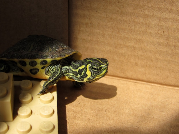 Zdjęcie turtle pet