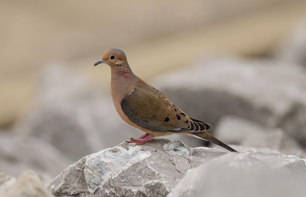 Turtledove siedzący na szczycie skały w naturalnym środowisku