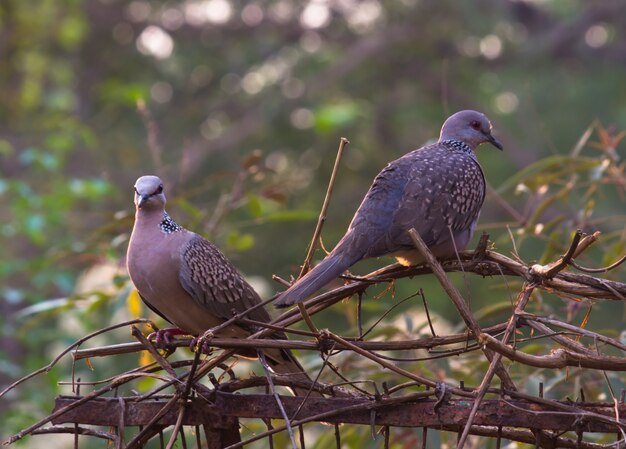 Turtledove Streptopelia turtur turtur siedzący na gałęzi drzewa