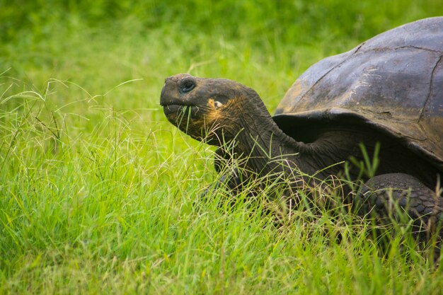 Turtoise Galapagos