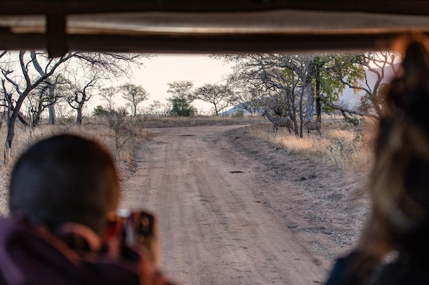 Zdjęcie turyści patrzący na jelenie na brudnej drodze w lesie