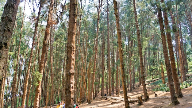 Turyści podziwiający niesamowity las sosnowy w Ooty Tamilnadu India Ulubione miejsce na miesiąc miodowy w południowych Indiach