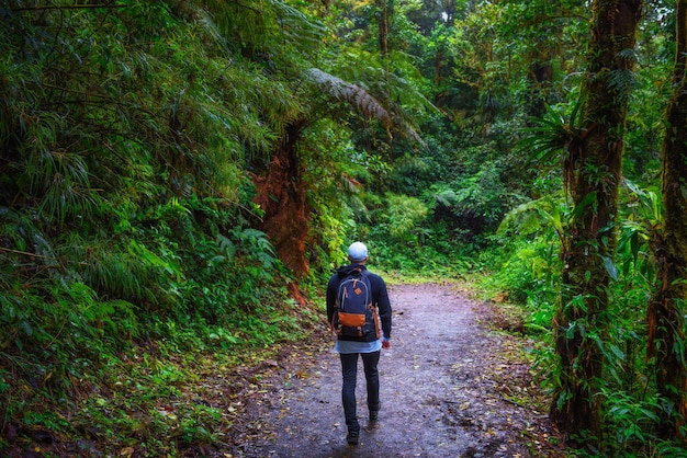 Turysta idący przez dżunglę monteverde cloud forest costa rica