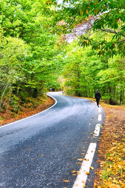 Turysta spacerujący jesienią wzdłuż krętej drogi pod lasem kasztanowców w Casillas w Hiszpanii.
