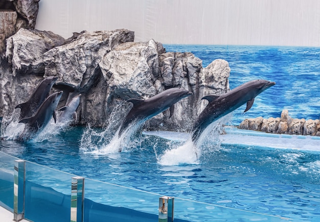 Turysta Używa Wakacji Relaksować Oglądając Występy Delfina I Lwa Morskiego W Safari World Park, Bangkok, Tajlandia