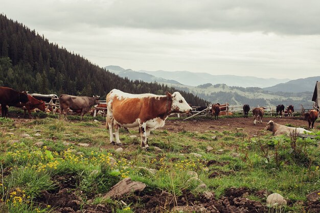 Turystyka, góry, styl życia, przyroda, koncepcja zwierząt - górskie pastwiska z krowami. Krew w górach. Letni krajobraz w górach z krową. Ciepły letni wieczór.