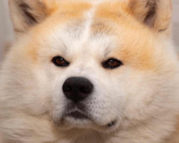 twarz psa akita inu, spojrzenie