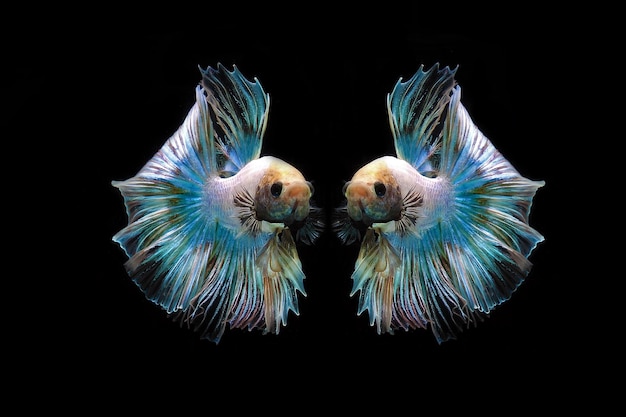 Twin Rainbow Halfmoon betta