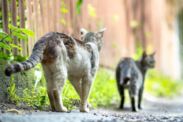 Twp szare i białe paski kotów spacerujących wzdłuż ulicy na zewnątrz w letni dzień.