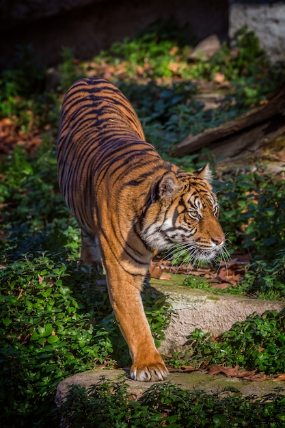 Zdjęcie tygrys azjatycki w zoo w barcelonie, hiszpania