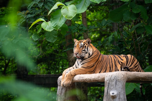 Tygrys Bengalski Leżący