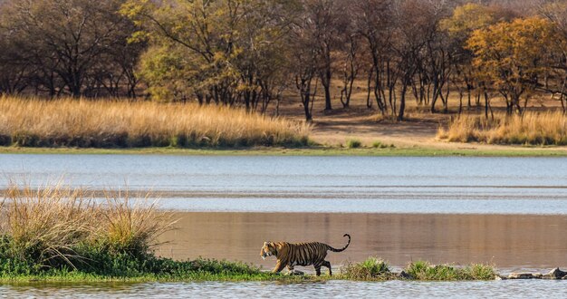 Tygrys Bengalski Spaceruje Wzdłuż Jeziora W Pięknej Scenerii. Park Narodowy Ranthambore. Indie.