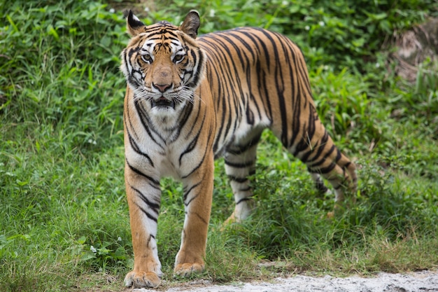 Tygrys Bengalski w lesie