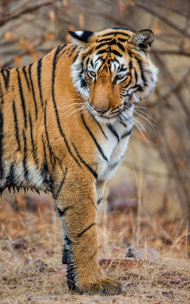 Tygrys Bengalski W Parku Narodowym Ranthambore. Indie.