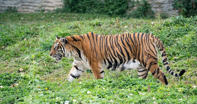 Tygrys Bengalski w zoo