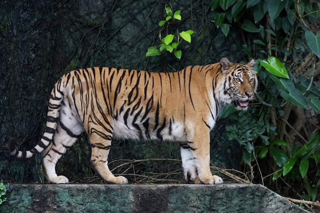 Tygrys bengalski z bliska jest pięknym zwierzęciem i niebezpiecznym w lesie