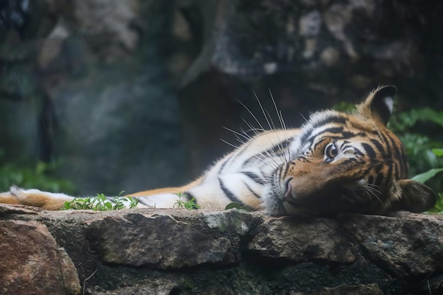 Tygrys Bengalski Z Bliska Jest Pięknym Zwierzęciem I Niebezpiecznym W Lesie