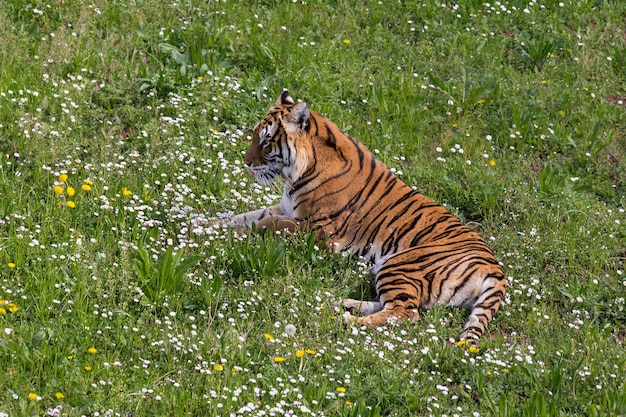 Tygrys bengalski