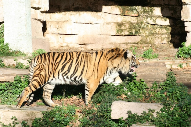 Zdjęcie tygrys chodzący z wyciągniętym językiem